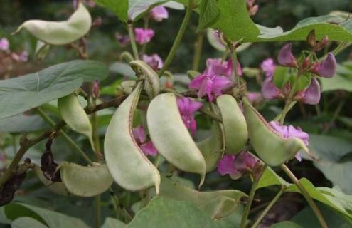 扁豆种类图片大全（扁豆种类图片大全集）