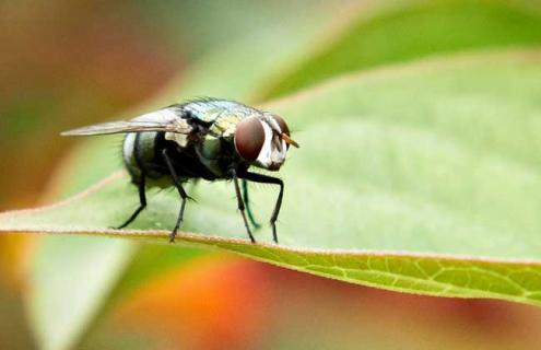 苍蝇种类图片大全 苍蝇种类图片大全图解
