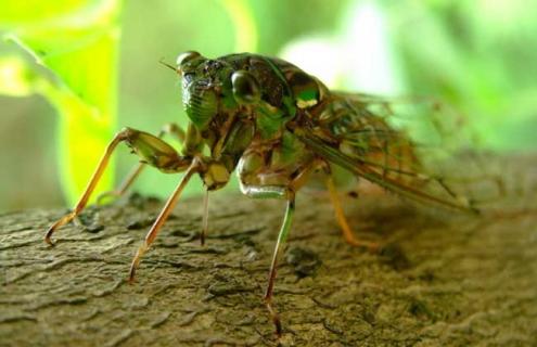 蝉的寿命有多长（蝉的寿命是多长时间?）
