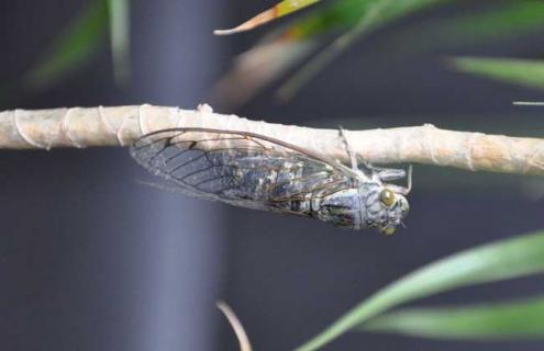 蝉一生的生长过程（蝉一生的生长过程简笔画）