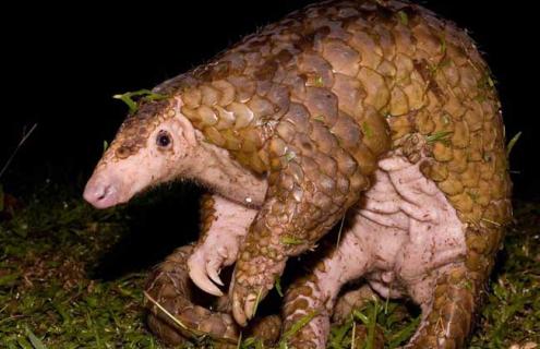 穿山甲吃什么食物（穿山甲吃什么食物图片）