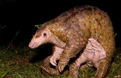 穿山甲的生活习性 穿山甲的特点和生活特征