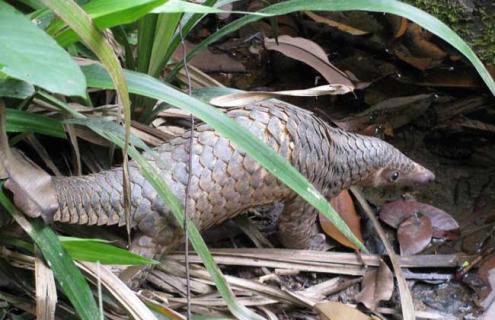 穿山甲是几级保护动物 穿山甲是几级保护动物图片