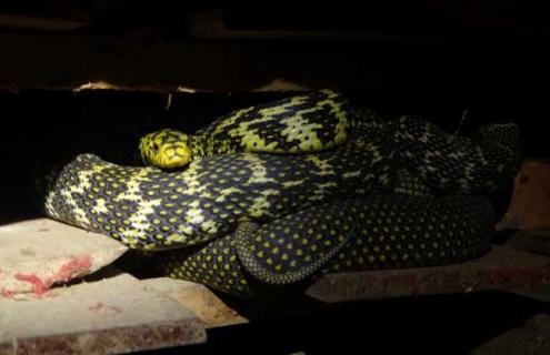 大王蛇吃什么食物（大王蛇吃啥）