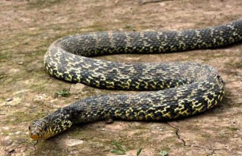 大王蛇吃什么食物