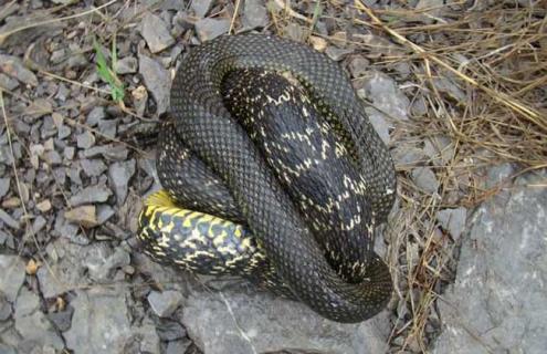 大王蛇能长多大 大王蛇能长多大几斤重