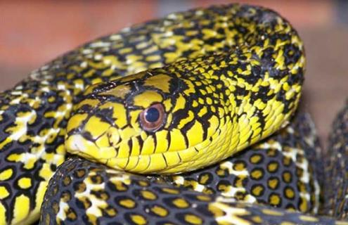 大王蛇的生活习性（大王蛇的生活环境）