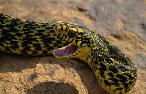 大王蛇的雌雄鉴别 大王蛇有几种