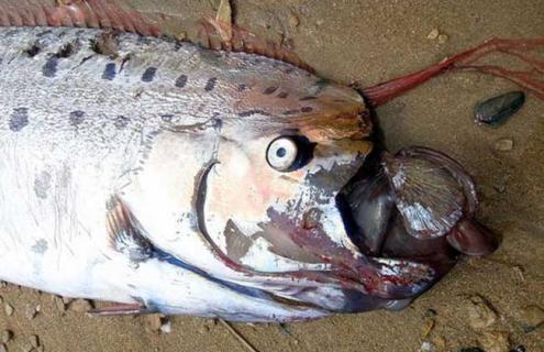 巨型皇带鱼图片 巨型皇带鱼图片欣赏