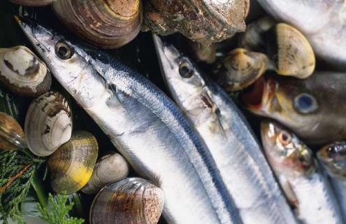 带鱼种类图片大全 带鱼的种类及价格表