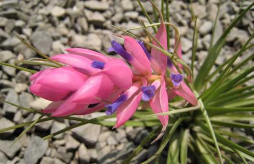 空气凤梨图片 空气凤梨图片大全大图