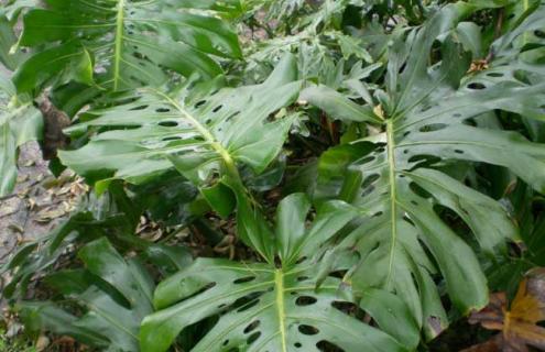 龟背竹种类图片大全 龟背竹图鉴