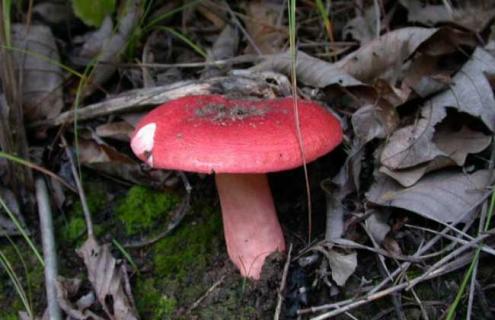 正红菇图片 正红菇的识别方法