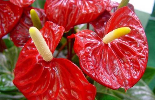 红掌品种图片大全（红掌品种介绍）