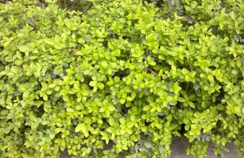 黄叶假连翘图片（黄叶假连翘的形态特征）