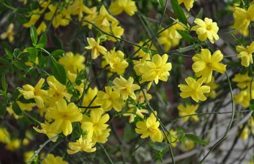 连翘种类图片大全（连翘种类图片大全及价格）