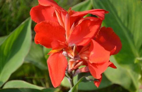 大花美人蕉图片 大花美人蕉是草本植物还是木本植物