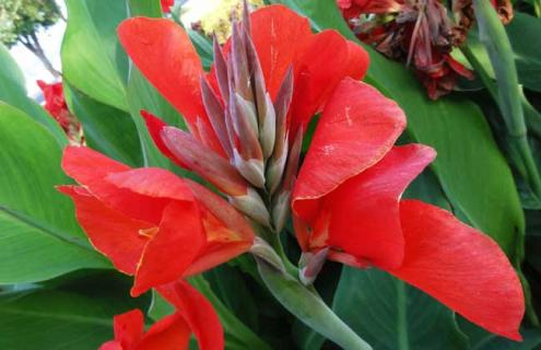 美人蕉品种图片大全（美人蕉品种图片大全欣赏）