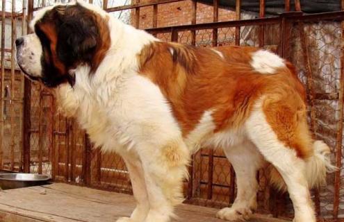 肉狗养殖赚钱吗 肉狗养殖赚钱吗多少钱