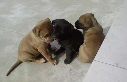 肉狗养殖加盟是骗局吗 肉狗养殖加盟是骗局吗知乎