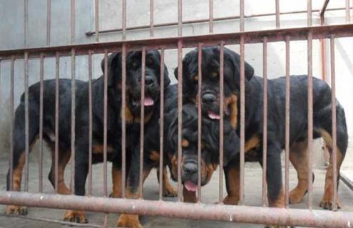 肉狗养殖饲料配方（肉狗养殖饲料配方表）