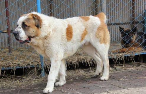 肉狗养殖的常见误区（肉狗养殖怎么样?）