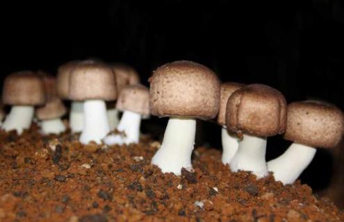 姬松茸图片 姬松茸图片大全大图