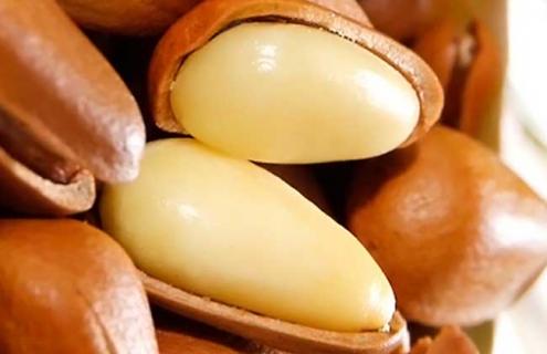 松子的种类及图片（松子类型）