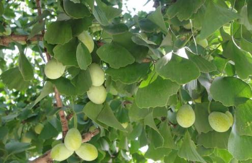 银杏树图片（银杏树图片果实）