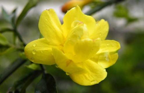 迎春花品种图片大全（迎春花品种图片大全及名称）