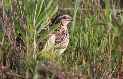 鹌鹑养殖技术（鹌鹑养殖技术温度要求）