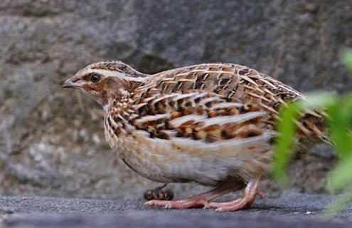 鹌鹑养殖成本和利润（10000只鹌鹑养殖成本和利润）