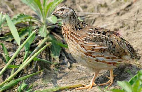 鹌鹑的繁殖方法（鹌鹑的繁殖方法和技巧）