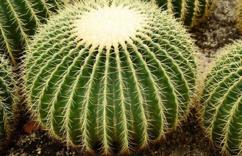 仙人球种类图片大全 仙人球种类图片大全大图