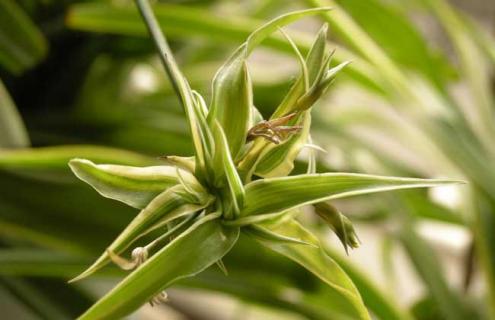 吊兰种类图片大全（吊兰种类图片大全图解）