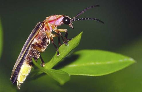 萤火虫吃什么食物 萤火虫吃什么食物图片