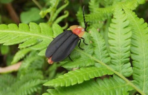萤火虫的寿命多长 萤火虫的寿命一般有多长