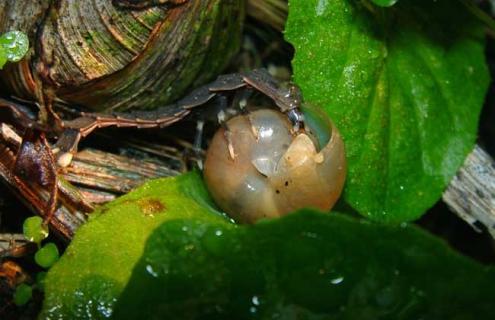 萤火虫养殖技术 萤火虫养殖技术视频