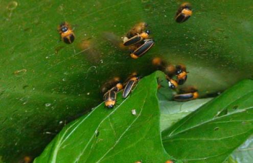 萤火虫种类图片大全 萤火虫有几种图片