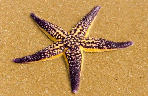 海星吃什么食物 海星吃什么食物长大最快