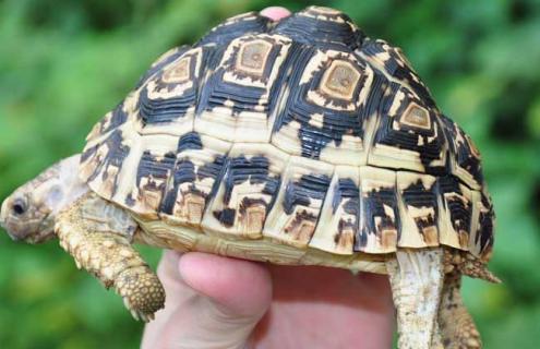 豹龟吃什么食物最好（豹龟吃什么植物）