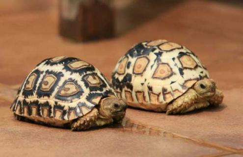 豹龟怎么养才好（豹龟怎么养才好看）