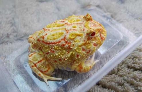 角蛙好养吗（角蛙好养吗可以活多久）