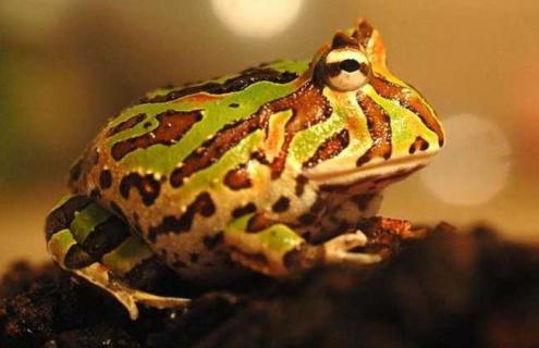 角蛙的饲养方法（角蛙的饲养方法视频教程）