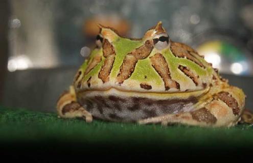 霸王角蛙图片（霸王角蛙图片 最贵）