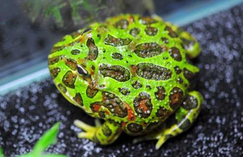 角蛙饲料种类选择 角蛙饲料鱼都从哪里买