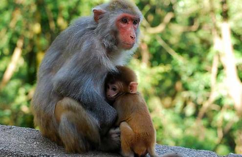 猴子的尾巴有什么作用 猴子的尾巴有什么作用说明文