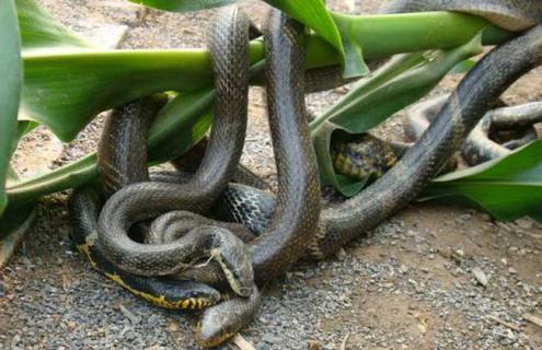 2016年养蛇赚钱吗（养蛇能赚钱吗?养蛇的利润究竟怎么样?）