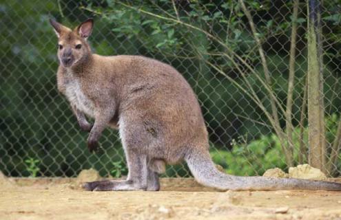 袋鼠的尾巴有什么作用（袋鼠的尾巴有什么作用?）