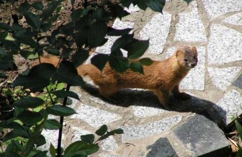 黄鼠狼吃什么食物 黄鼠狼吃什么食物是什么